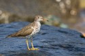 Spotted Sandpiper (Actitis macularius)