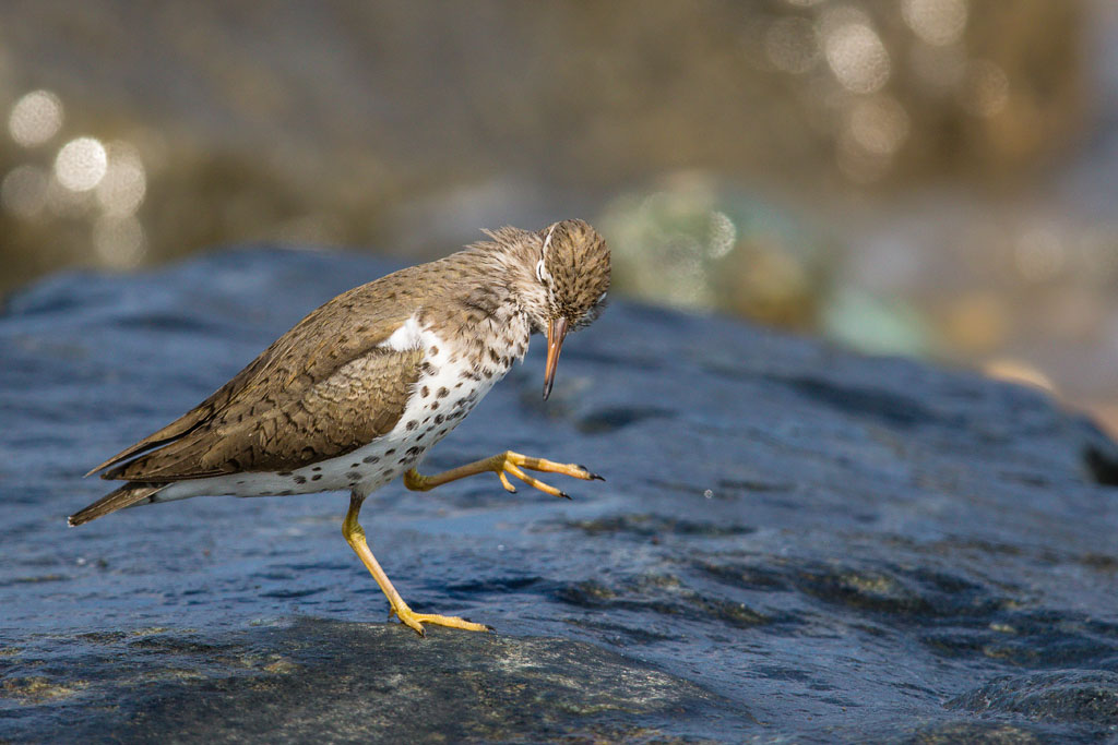 Spotted Sandpiper (Actitis macularius)