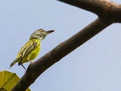 Spotted Tody-Flycatcher (Todirostrum maculatum)