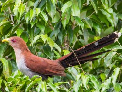 Squirrel Cuckoo (Piaya cayana)