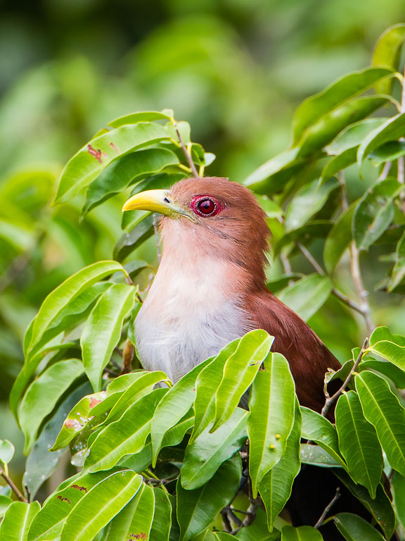 Squirrel Cuckoo (Piaya cayana)