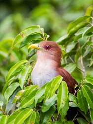 Squirrel Cuckoo (Piaya cayana)