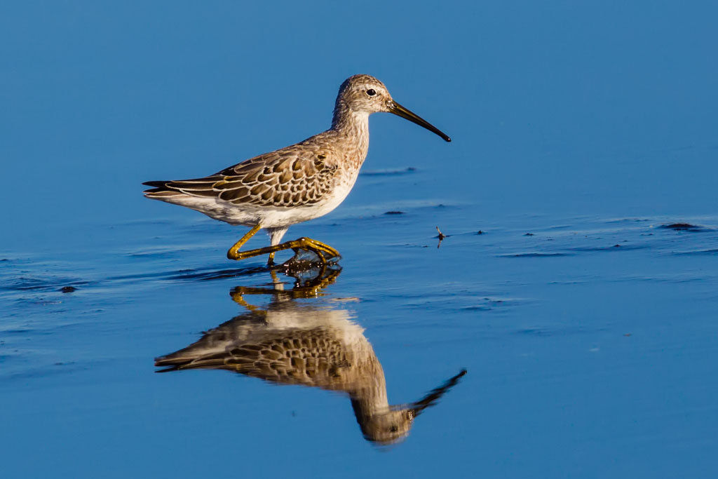 Stilt Sandpiper (Calidris himantopus)