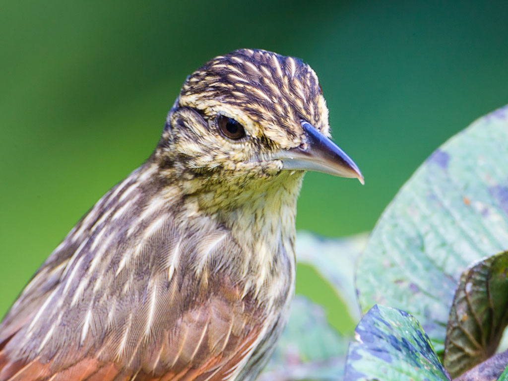 Streaked Flycatcher (Myiodynastes maculatus solitarius)