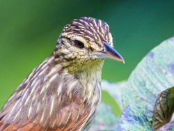 Streaked Flycatcher (Myiodynastes maculatus solitarius)