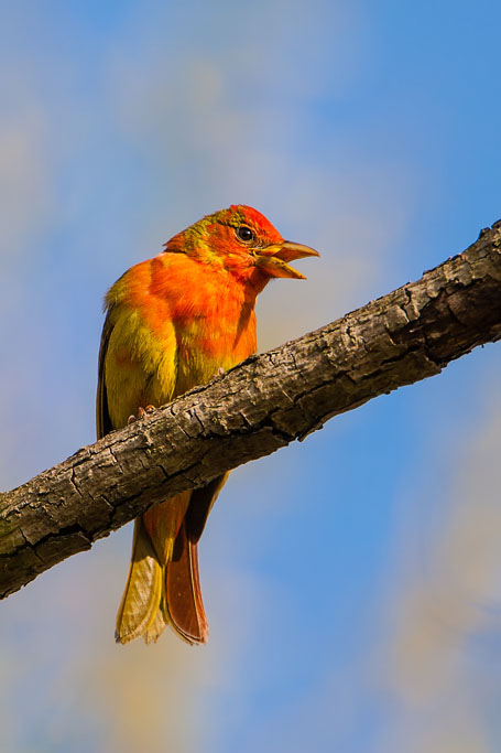 Summer Tanager (Piranga rubra)