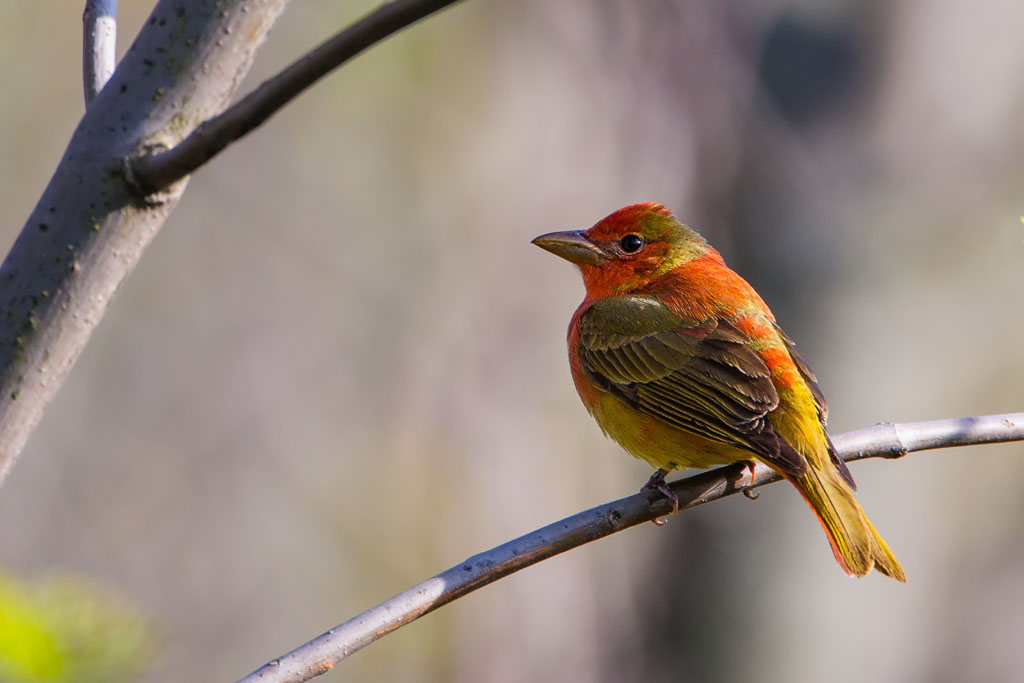 Summer Tanager (Piranga rubra)