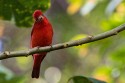 Summer Tanager (Piranga rubra)