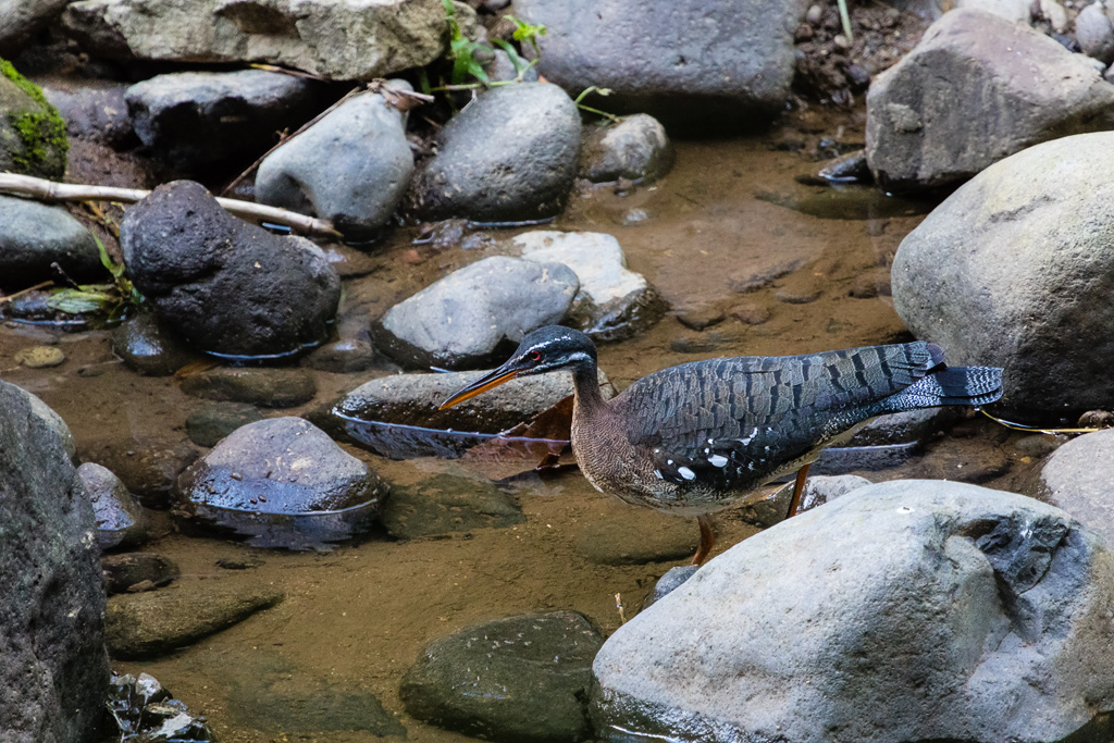 Sunbittern (Eurypyga helias)