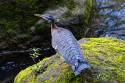 Sunbittern (Eurypyga helias)