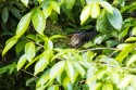 Sunbittern (Eurypyga helias); on nest