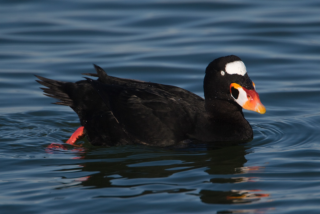 Surf Scoter (Melanitta perspicillata)