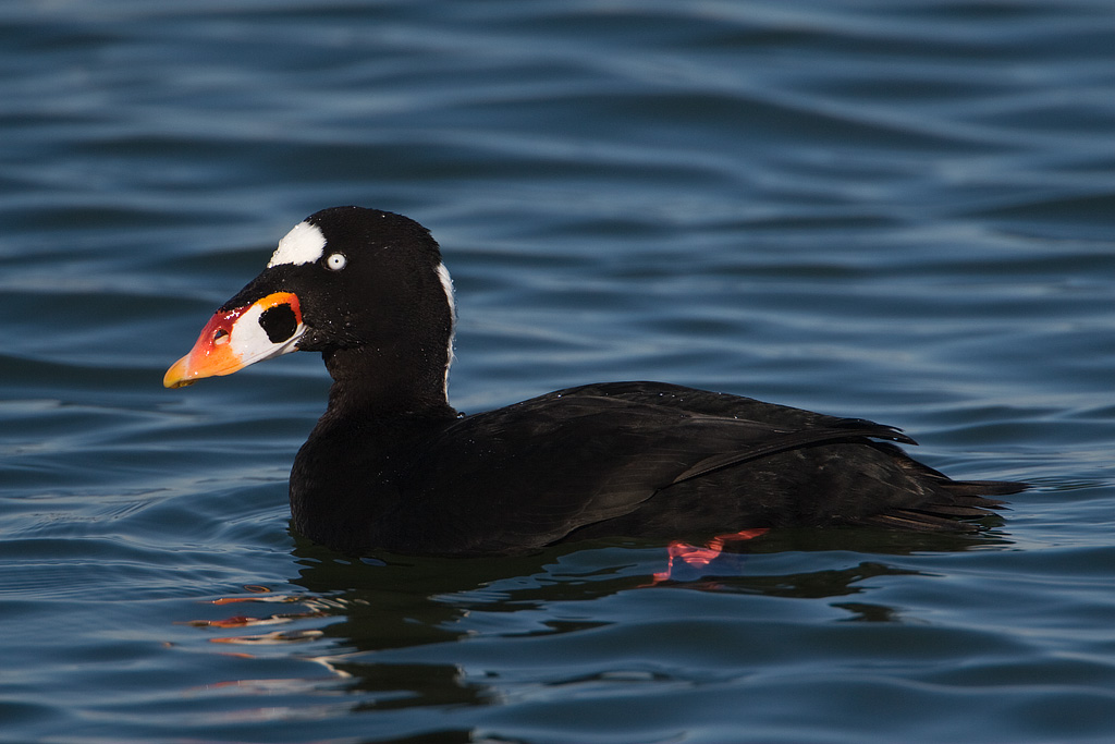 Surf Scoter (Melanitta perspicillata)