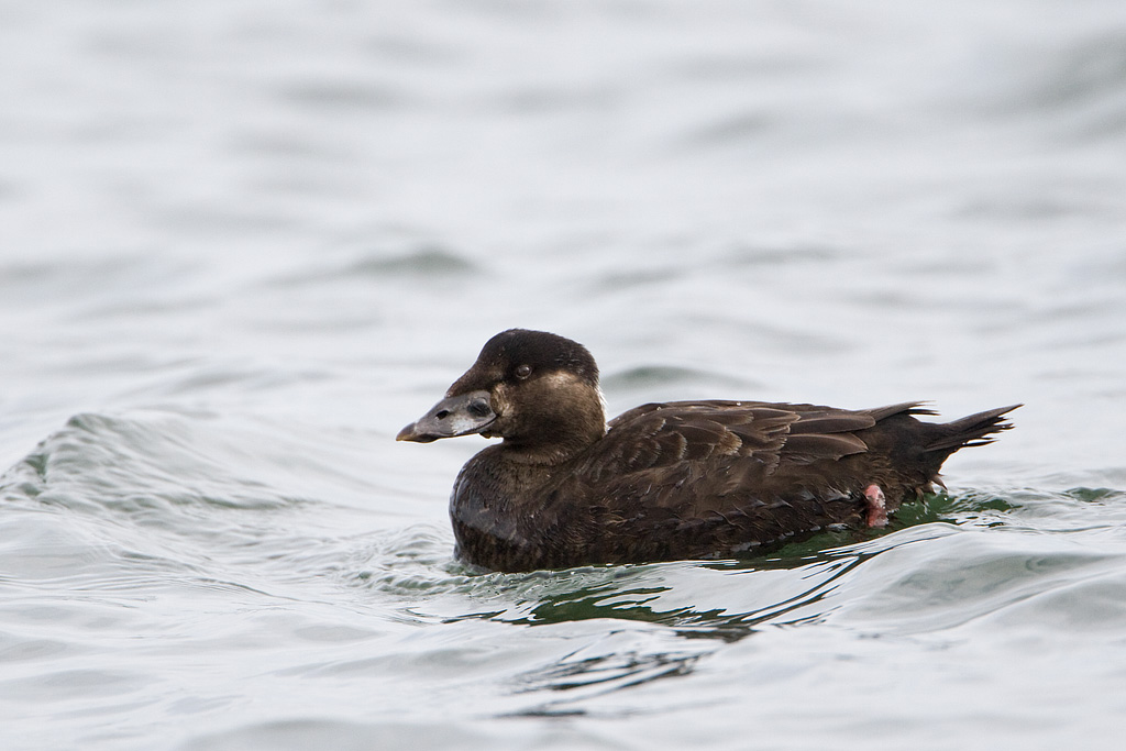 Surf Scoter (Melanitta perspicillata)