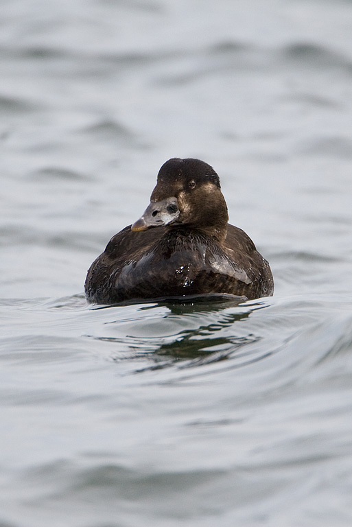 Surf Scoter (Melanitta perspicillata)