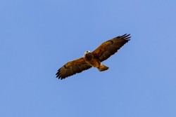 Swainson's Hawk (Buteo swainsoni)