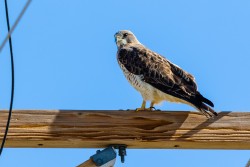 Swainson's Hawk (Buteo swainsoni)