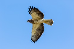 Swainson's Hawk (Buteo swainsoni)