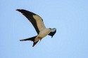 Swallow-tailed Kite (Elanoides forficatus)