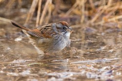 Swamp Sparrow (Melospiza georgiana)