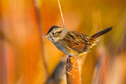 Swamp Sparrow (Melospiza georgiana)