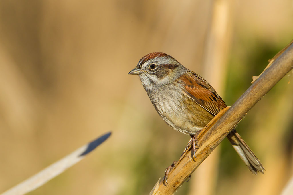 Swamp Sparrow (Melospiza georgiana)