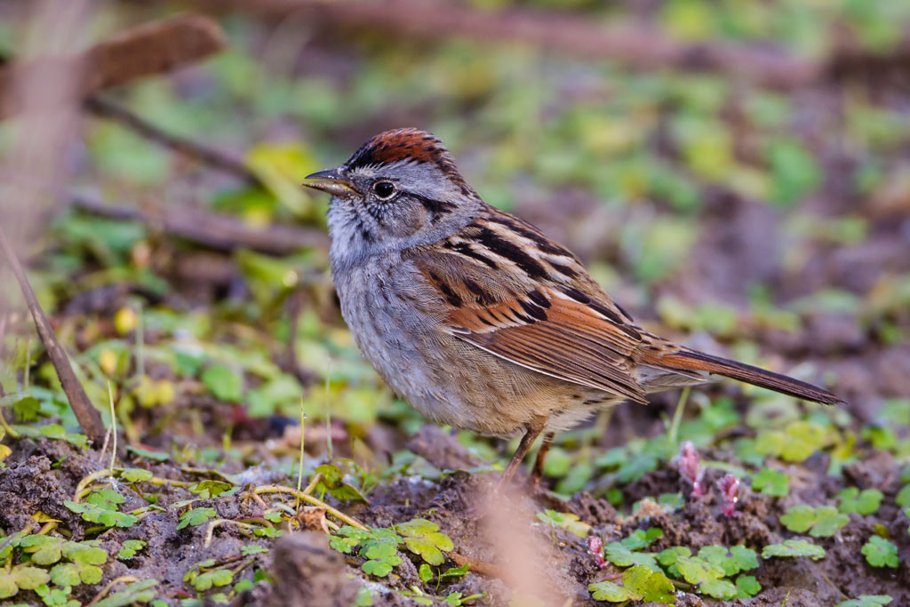 Swamp Sparrow (Melospiza georgiana)