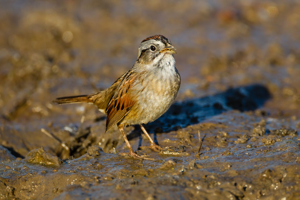 Swamp Sparrow (Melospiza georgiana)