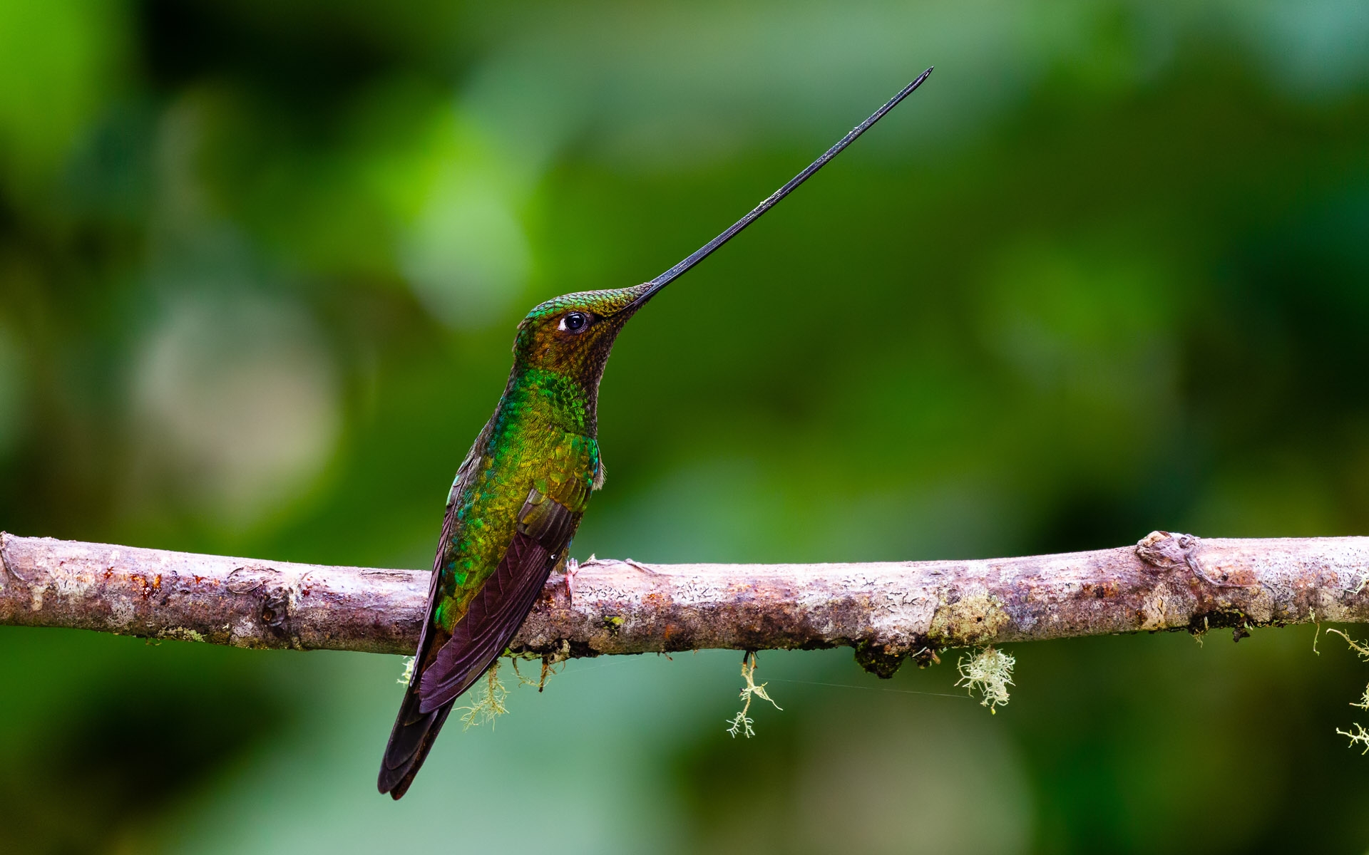 Sword-billed Hummingbird (Ensifera ensifera)