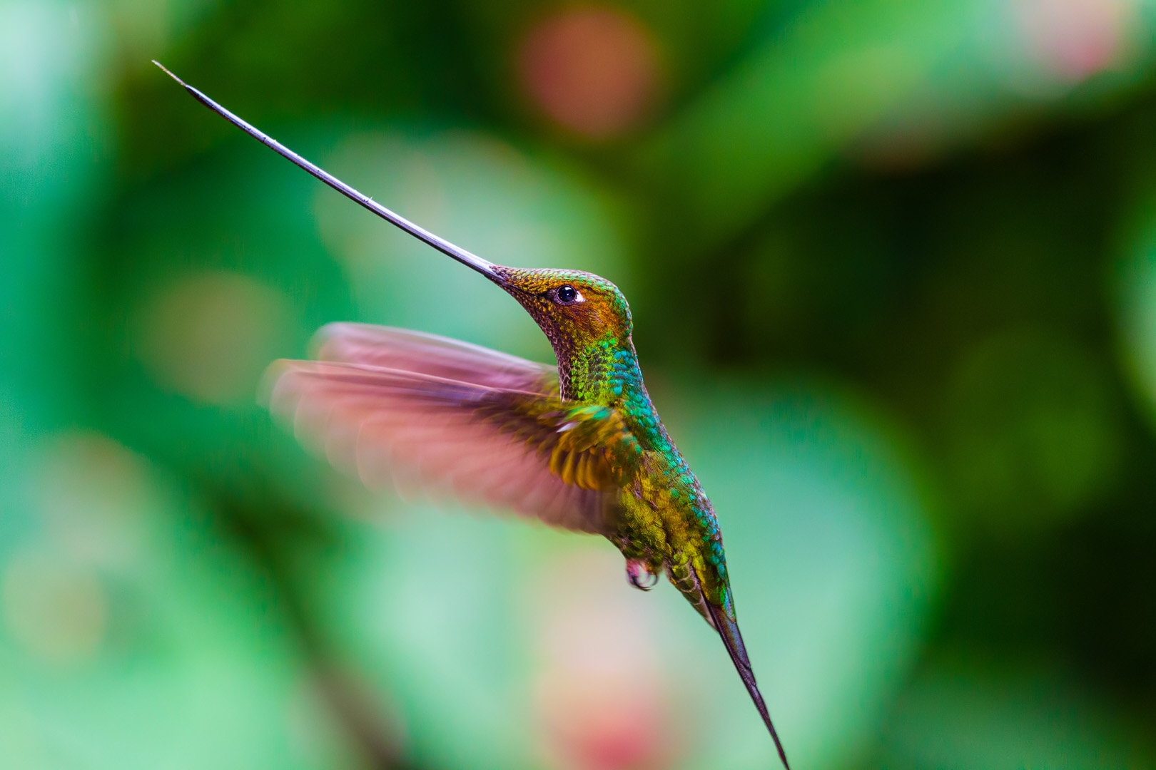 Sword-billed Hummingbird (Ensifera ensifera)