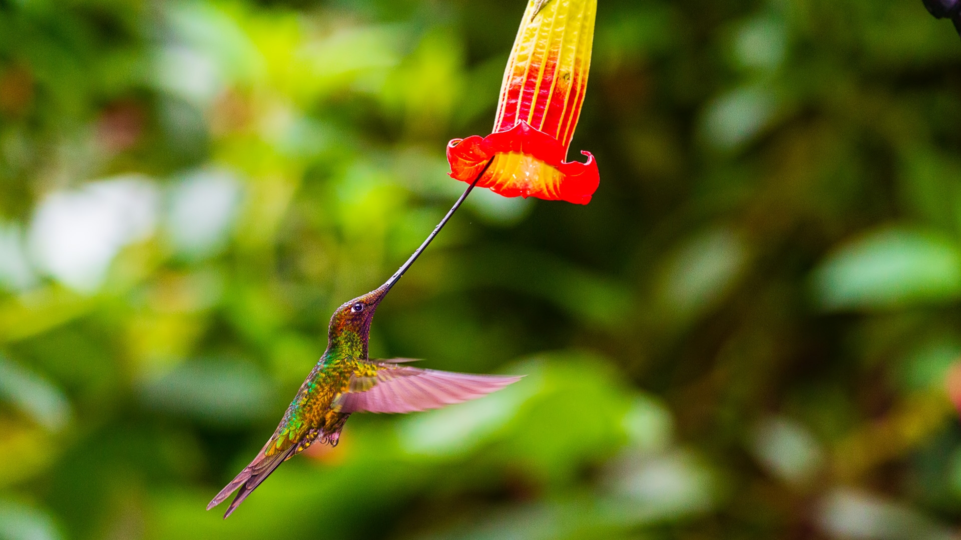 Sword-billed Hummingbird (Ensifera ensifera)