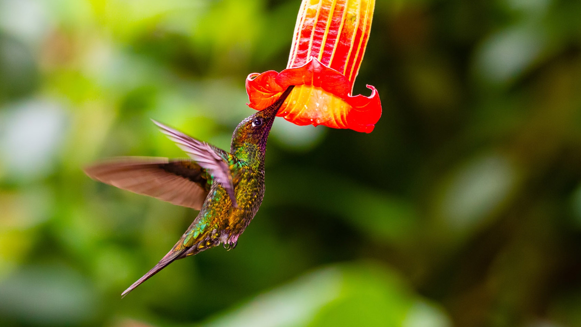 Sword-billed Hummingbird (Ensifera ensifera)