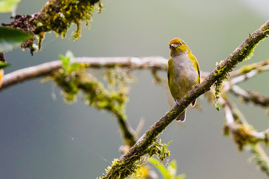 Tawny-capped Euphonia, f. (Euphonia anneae)