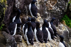 Thick-billed Murre (Uria lomvia)