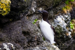 Thick-billed Murre (Uria lomvia)