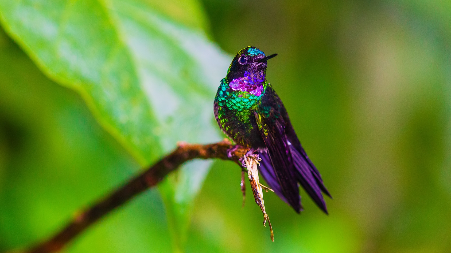 Tourmaline Sunangel (Heliangelus exortis)