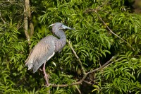 Tricolored Heron (Egretta tricolor)