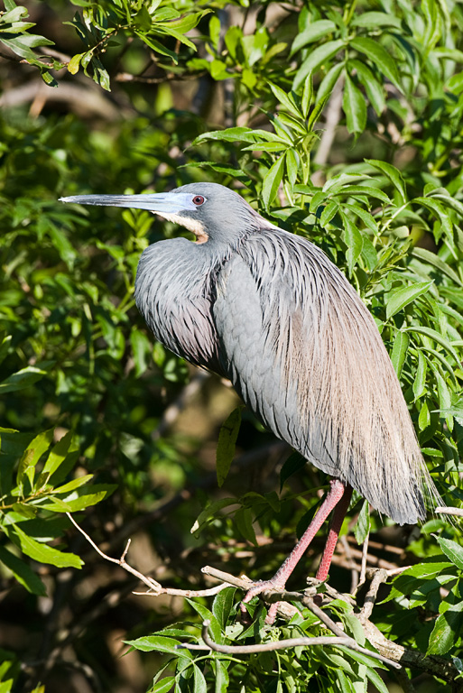 Tricolored Heron (Egretta tricolor)