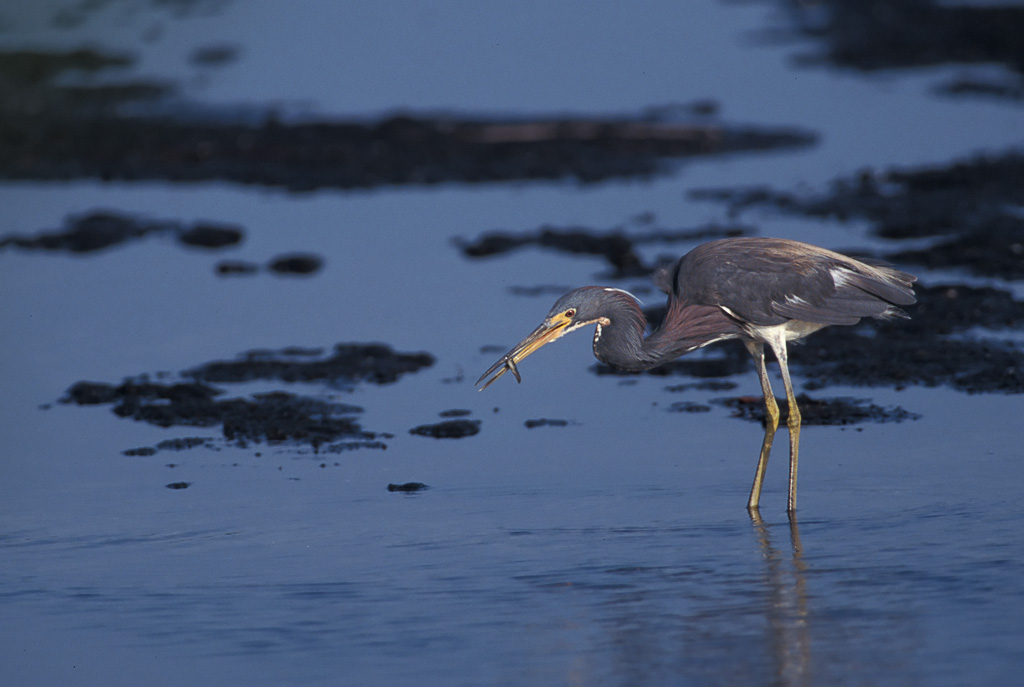 Tricolored Heron (Egretta tricolor)