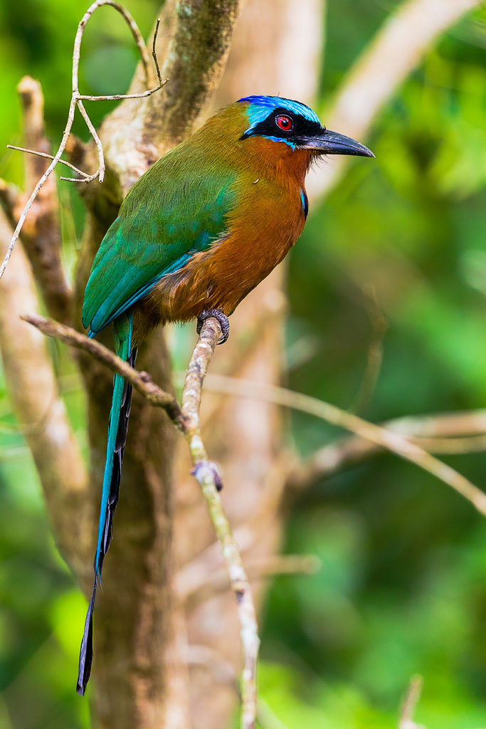 Trinidad Motmot (Momotus bahamensis)