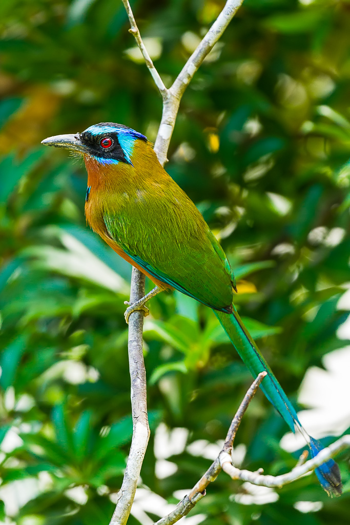 Trinidad Motmot (Momotus bahamensis)