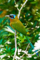 Trinidad Motmot (Momotus bahamensis)