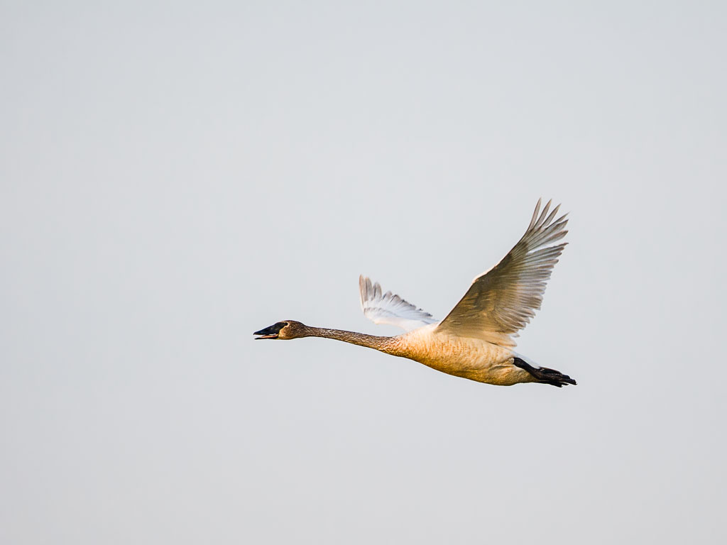 Trumpeter Swan (Cygnus buccinator)