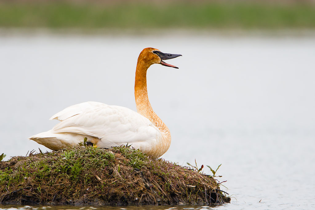 Trumpeter Swan (Cygnus buccinator)