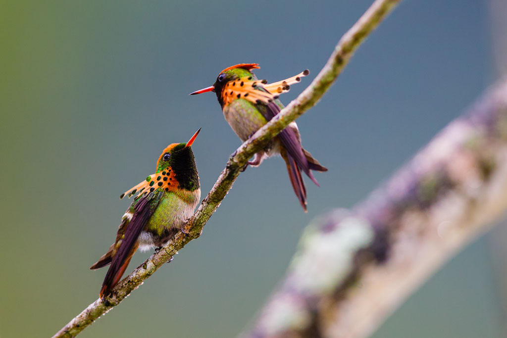 Tufted Coquette (Lophornis ornatus)