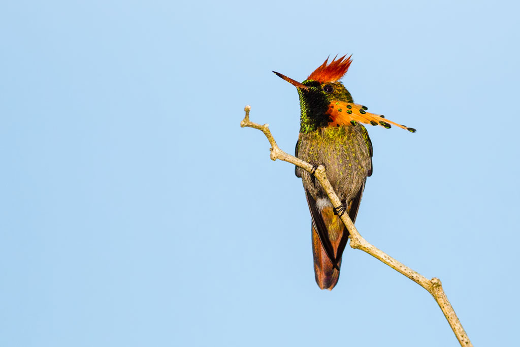 Tufted Coquette (Lophornis ornatus)