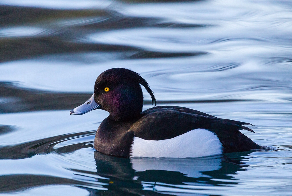 Tufted Duck (Aythya fuligula)