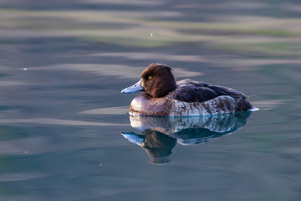 Tufted Duck (Aythya fuligula)