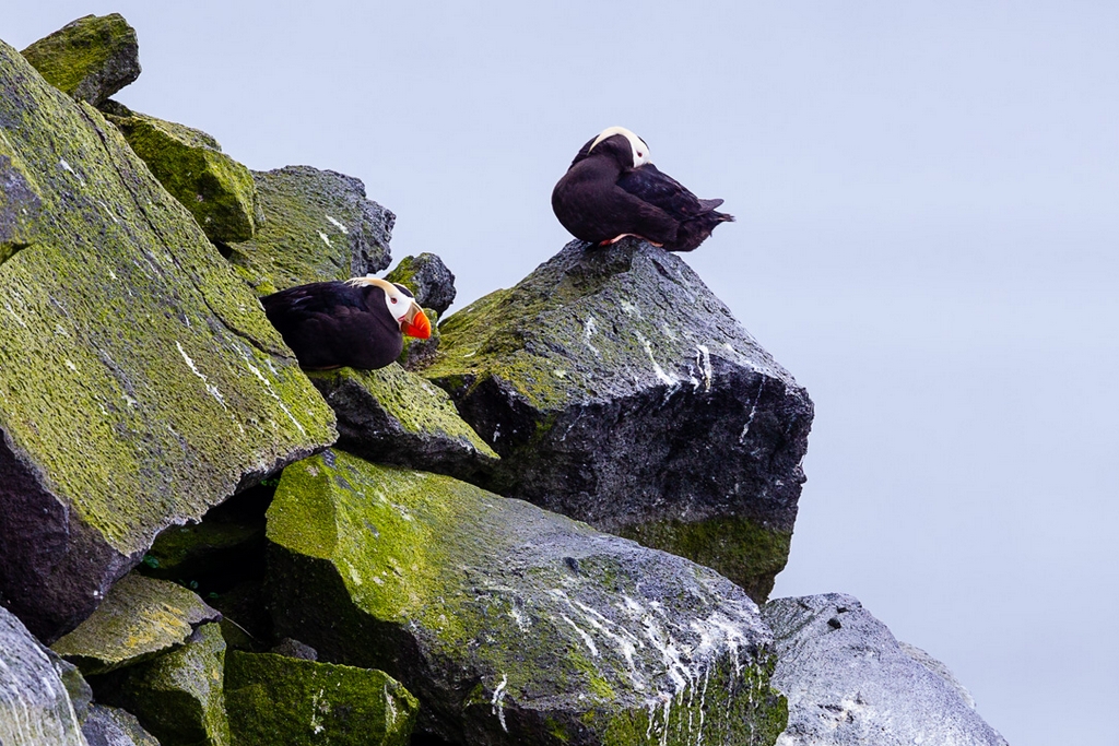 Tufted Puffin (Fratercula cirrhata)