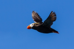 Tufted Puffin (Fratercula cirrhata)